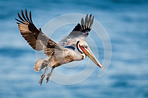 Brown Pelican photo