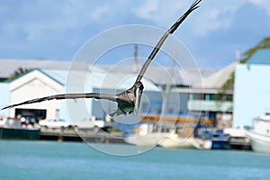 Brown pelican