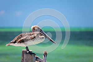 Brown pelican