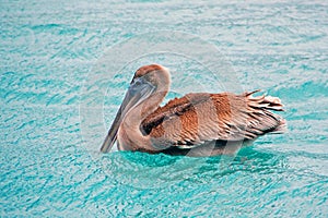 Brown Pelican
