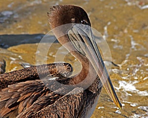 Brown Pelican