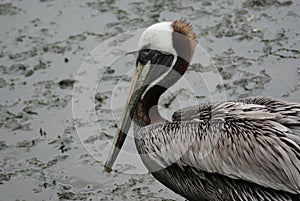 Brown Pelican