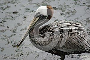 Brown Pelican