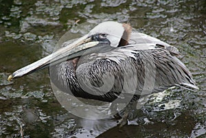 Brown Pelican