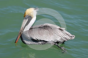 Brown Pelican #3