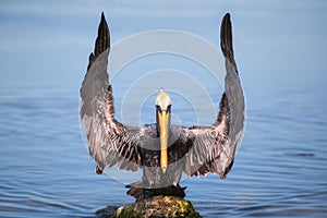 Brown Pelican