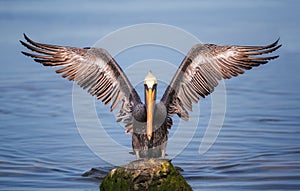 Brown Pelican