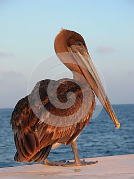 Brown Pelican