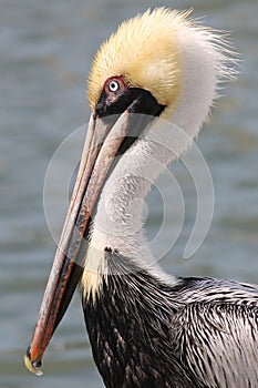 Brown Pelican