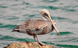 Brown Pelican 4