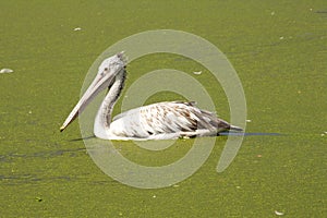 Brown pelican