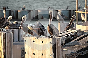 Brown Pelican