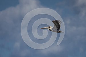 Brown Pelican