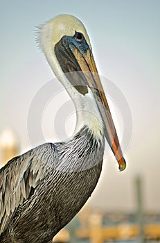 Brown Pelican