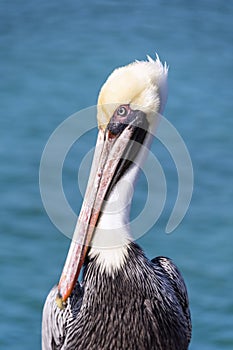 Brown pelican