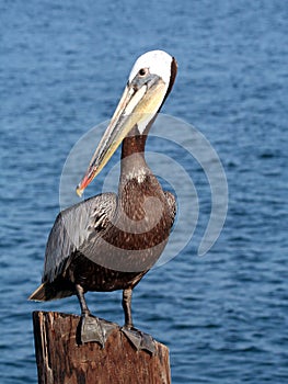Brown Pelican
