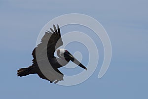 Brown Pelican Against a Blue Sky