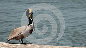 Brown Pelican Alone on the Dock