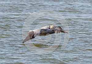 Brown Pelican Along Texas Coast