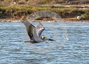 Brown Pelican Along Texas Coast