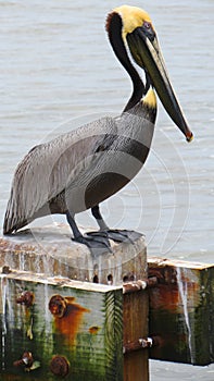 Brown Pelican Atlantic Coast