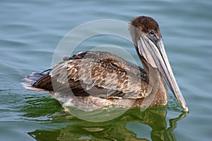 Brown Pelican in Bay