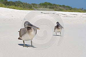 Brown Pelican on the beach on Gardner Bay, Espanola, Galapagos Island, Ecuador, South America