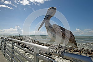 Brown pelican bird