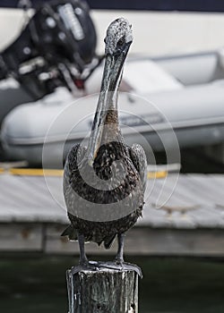 Brown Pelican. bird .Clearwater bay Marina Florida USA