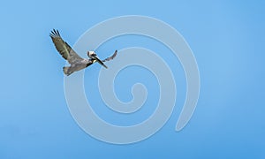 Brown Pelican bird in flight