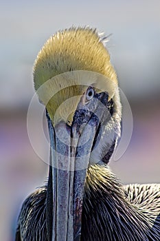 The Brown Pelican Bird in Florida