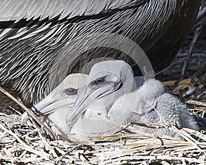 Brown Pelican stock Photos.  Brown Pelican bird with baby pelican.  Baby pelican.  Image. Portrait.  Picture. Photo