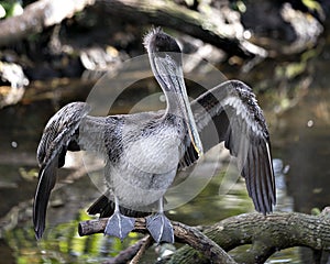 Brown pelican bird stock photo.  Pelican bird close-up profile view perch with spread wings bokeh background