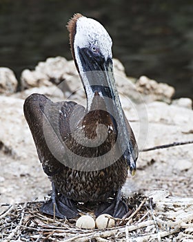 Brown Pelican bird Photo.  Brown pelican bird sitting on its eggs on the nest. Pelican bird close-up profile view