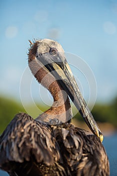 Brown Pelican Bird Portrait in Jamaica