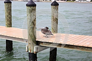 Brown Pelican Bird Waddling Along Dock in the Ocean