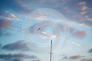 Brown pelican and boat mast in sunset sky