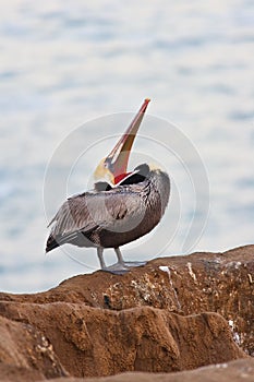 Brown Pelican in breeding plumage