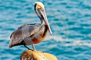 Brown Pelican photo