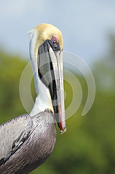 Brown Pelican - Cape Coral, Florida