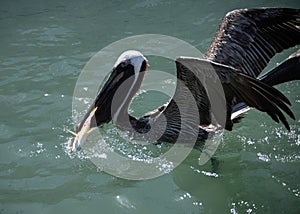 Brown Pelican Captures Fish in Water