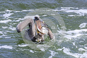 Brown Pelican Catching Fish