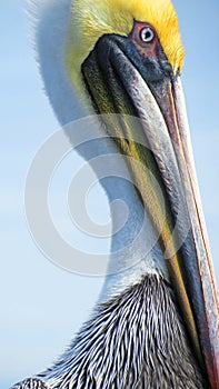 Brown Pelican Close-Up Atlantic Coast