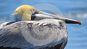 Brown Pelican Close-Up - Atlantic Coast