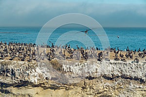 Brown Pelican Colony at Shell Beach, Pismo Beach Area,California.