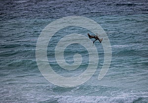 Brown Pelican Dives for Fish in the Caribbean Sea