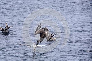 Brown pelican diving