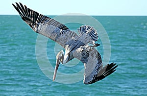 Brown pelican diving into the blue water of Florida.