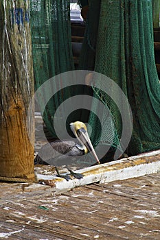 Brown Pelican on the Docks, Corpus Christi, Texas