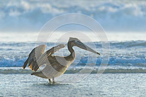 Brown Pelican Drying Off in Rosarito Beach, Baja California photo